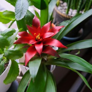 graines de plantes tropicales